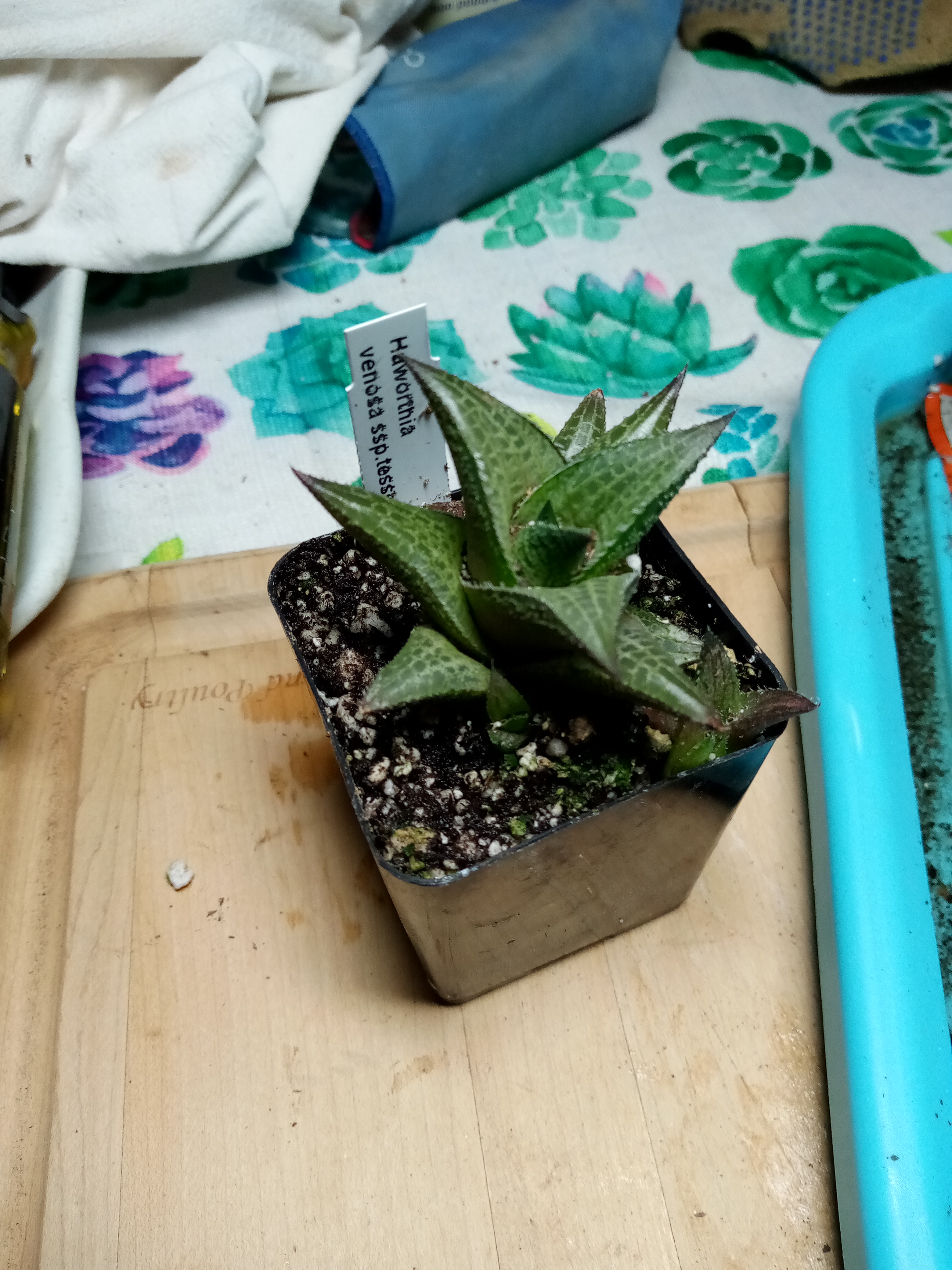 Haworthia venosa ssp. tessellata.jpg